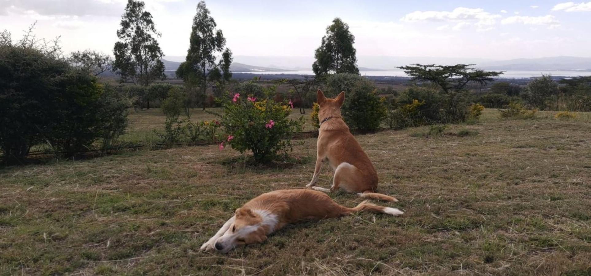 Heni Village Homely Cottage Near Lake Naivasha, Elwai Visitor Centre מראה חיצוני תמונה