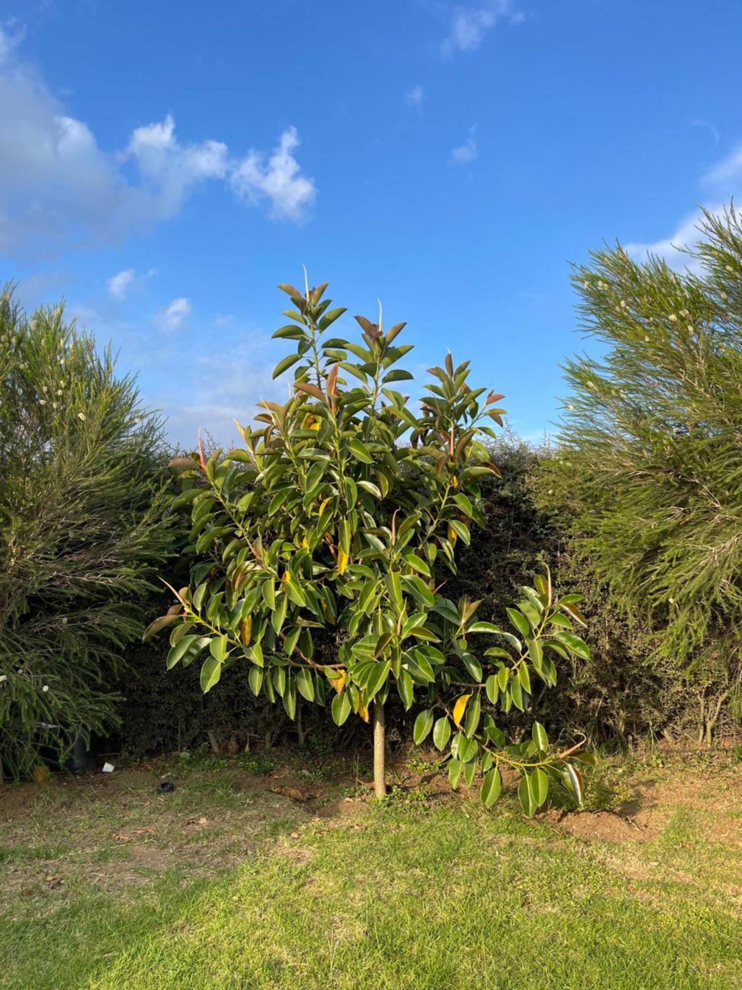Heni Village Homely Cottage Near Lake Naivasha, Elwai Visitor Centre מראה חיצוני תמונה